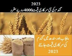Wheat Price In Pakistan | New Gandam Rate 2026