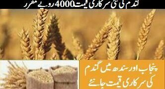 Gandam Rate 2023 Pakistan