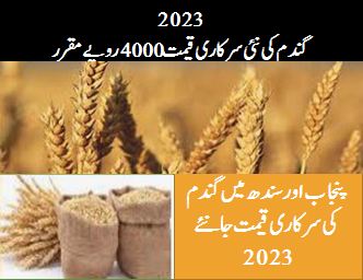 Gandam Rate 2023 Pakistan